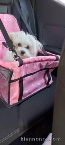 Bébé chiot bichon maltais a donner 