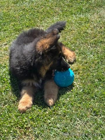 Adopter chiot berger allemand disponible 