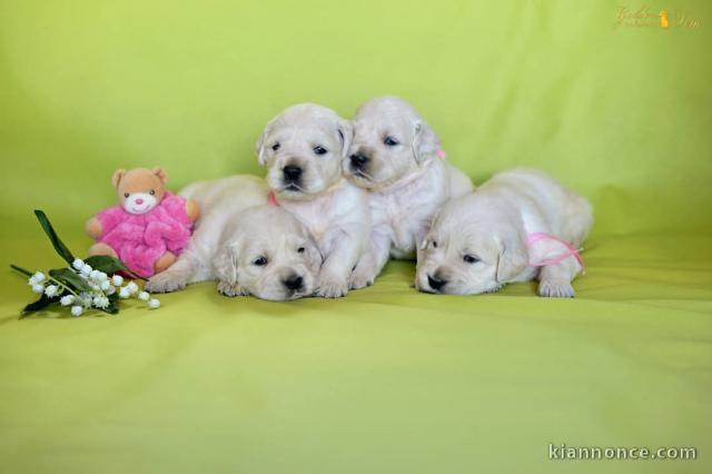 chiots golden retriever à donner 