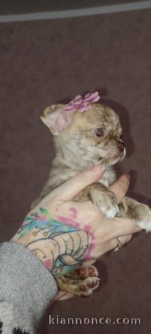Chiots chihuahua à adopter 