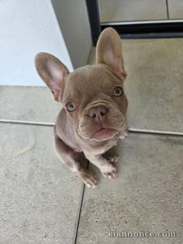 chiots bulldog français mâle à donner 