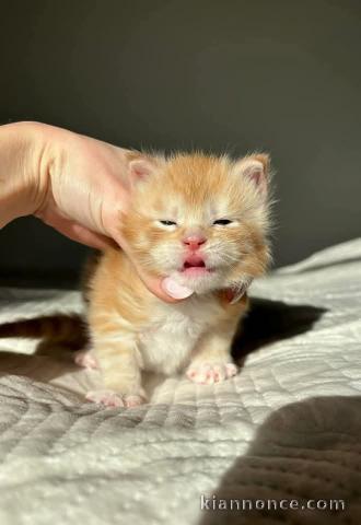 Bébé chaton roux disponible 