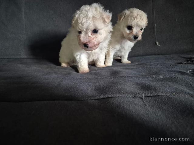 Chiot bichon maltais à adopter 