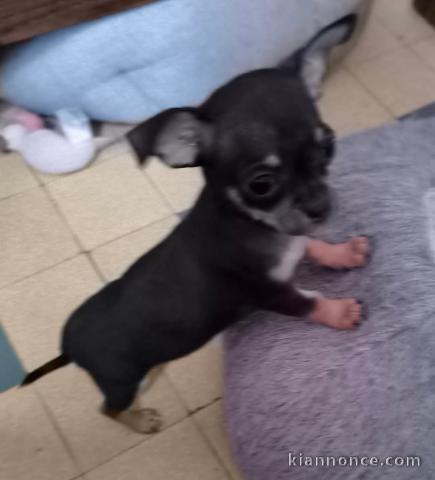 chiots chihuahua à adopter 