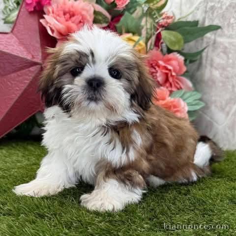 Adopter chiot Shih Tzu femelle 