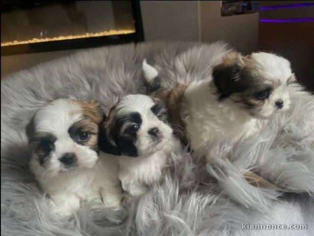 Dons chiot Shih Tzu disponible 