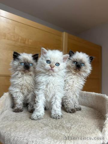 Chaton ragdoll à donner 