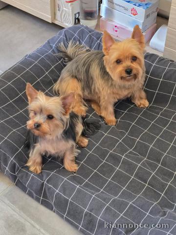 Chiot bulldog français à donner 