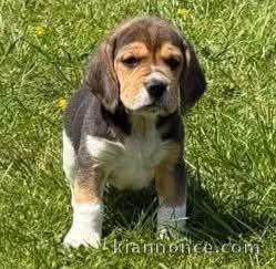 Chiots beagle disponible a donner femelle 