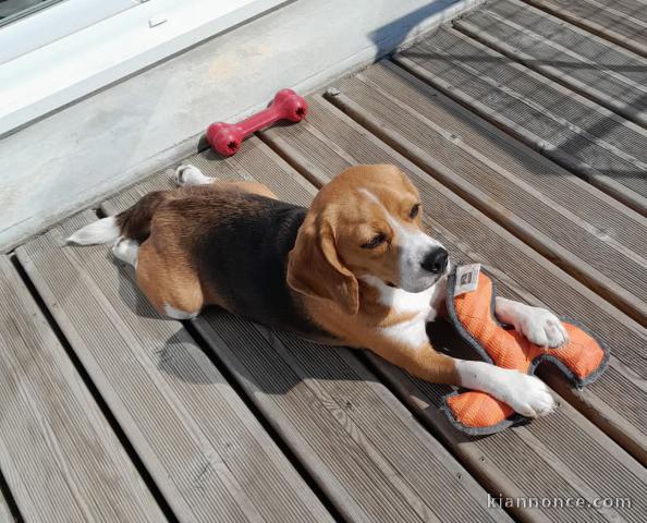 Chiots beagle mâle a donner 