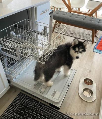 Bébé chiot dispo a donner urgent 