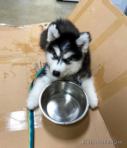 Bébé chiot pomsky a donner 