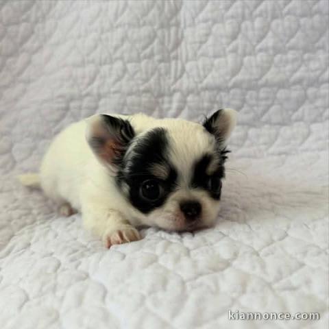 Bébé chiot chihuahua à adopter 