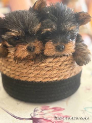 Chiots York mâle a donner 