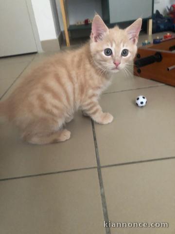 Chaton roux a donner 