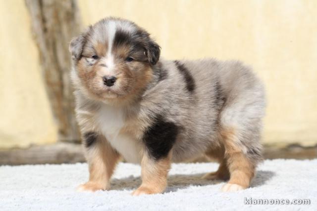 chiots berger australien a donner mâle 