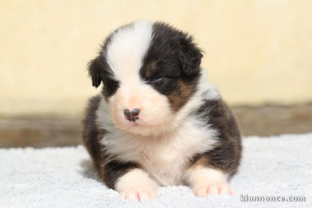 Je donne chiot berger australien 