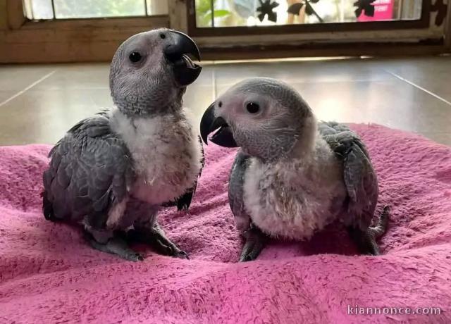 Perroquet gris Gabon adopter couple 