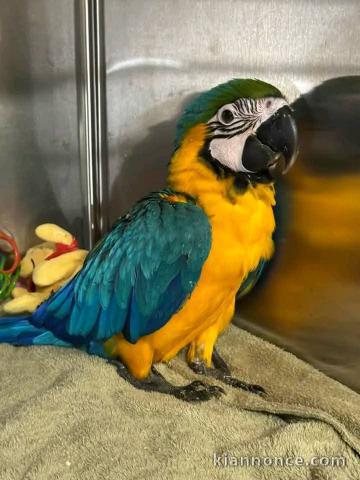 Perroquet a donné disponible 