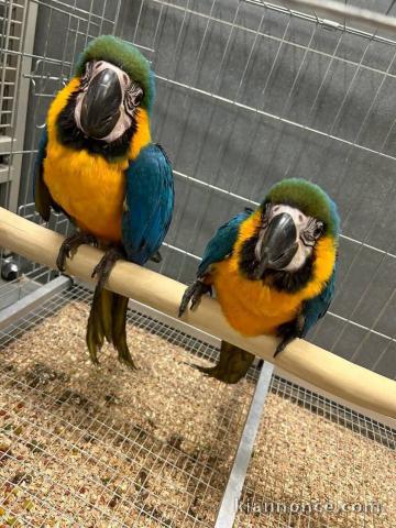 Couple a donné perroquet 