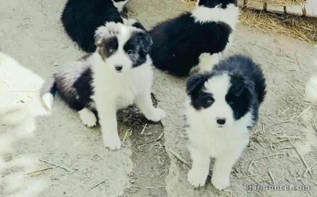 Chiots Border collier mâle a donner 