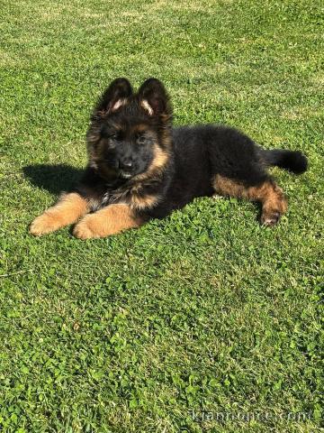 Bébé chiot berger allemand disponible 