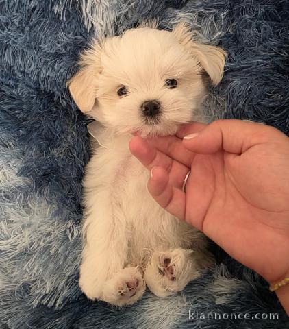 Bébé chiot bichon maltais a donner 