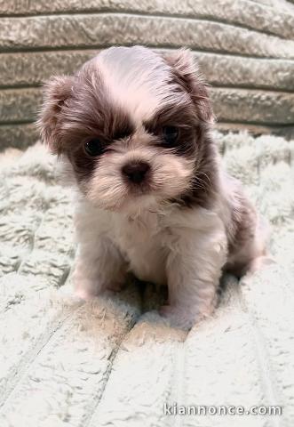 Bébé chiot Shih Tzu a donner 