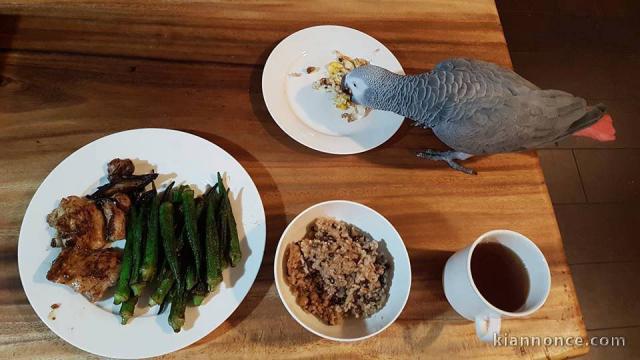 Perroquet gris Gabon a donner 