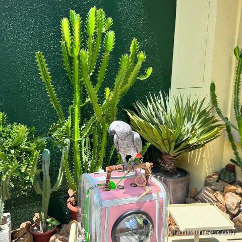 Bébé perroquet gris Gabon adopter 
