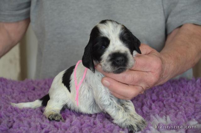 chiots cocker a donner 