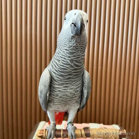 Adopter perroquet gris Gabon disponible 