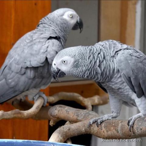Perroquet gris Gabon a donner 