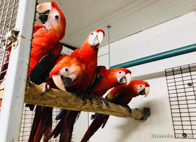 Perroquet gris Gabon disponible 