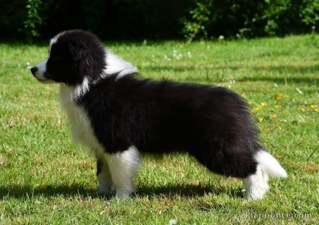 Bébé chiot border collier a donner 