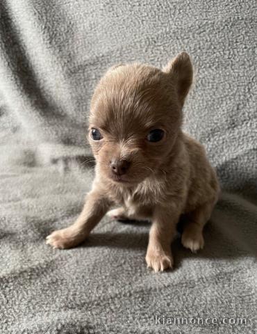 Chiots chihuahua a donner 