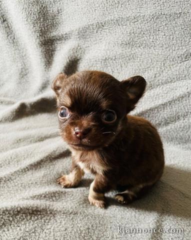 Bébé chiot chihuahua a donner 