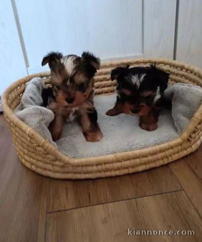 Chiot Yorkshire a donner contre bon soin 