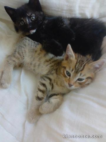 Bébé chaton Bengal disponible 