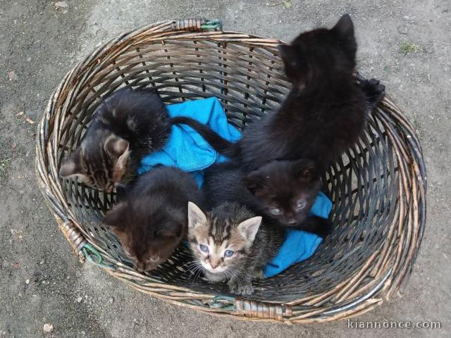 Je donne chaton disponible 