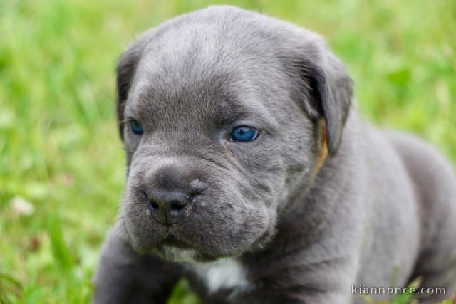 chiots cane corso à donner 