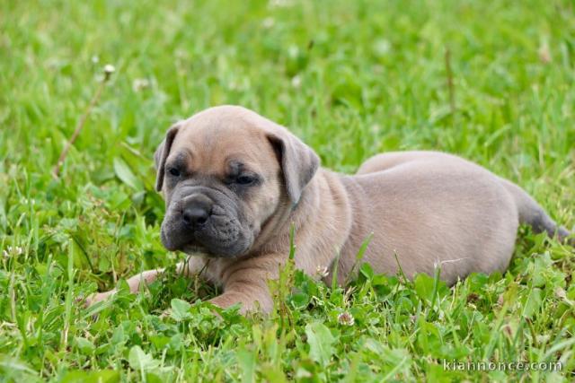 chiots cane corso femelle a donner 