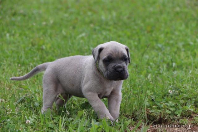 Je donne chiot Cane corso femelle 