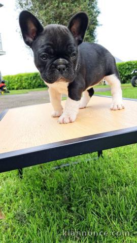 Chiots bulldog français femelle a donner 