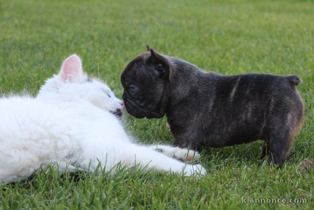 Bulldog français mâle à donner 