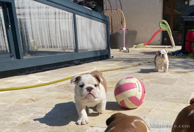 Je donne chiot bulldog anglais disponible 