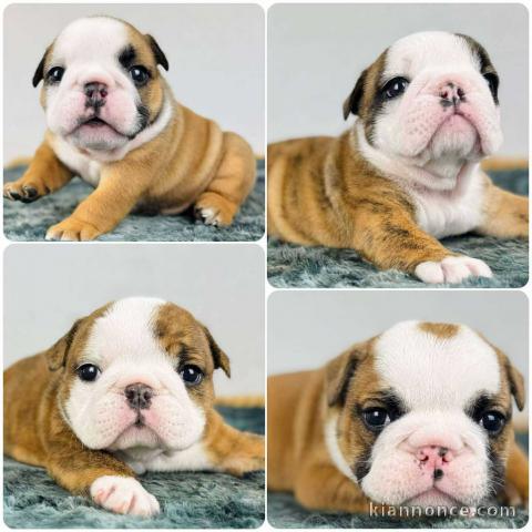 Bébé chiot bulldog anglais disponible 