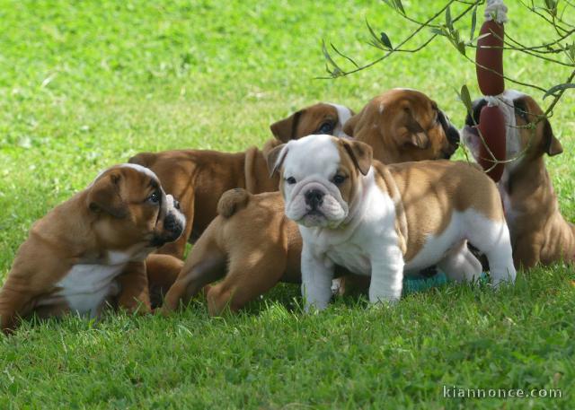 Magnifique chiot bulldog anglais disponible 