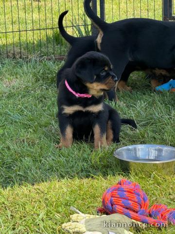 Je donne chiot ROTTWEILER 