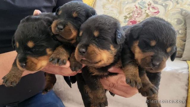 Adopter chiot rottweiler femelle et mâle 